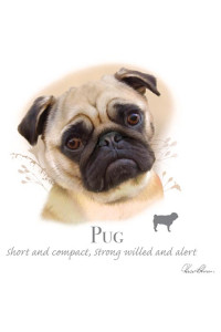 Transfer Pug - Hr 