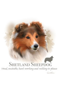 Transfer Shetland Sheepdog - Hr 