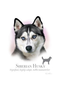 Transfer Siberian Husky - Hr 