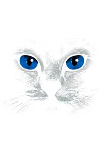 Transfer Blue Eyes Black Cat 