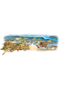 Transfer Sea Turtles And Shells 