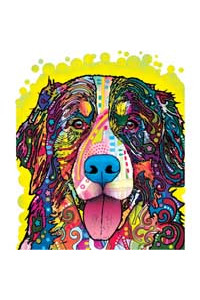 Transfer Bernese Mountain Dog 