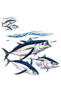 Transfer Albacore 