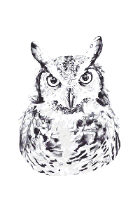 Transfer Great Horned Owl 