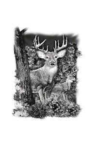 Transfer Whitetail Deer Country 