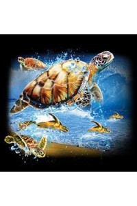 Transfer Turtles Into The Sea 