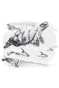 Transfer Turtles Into The Sea 