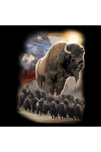 Transfer American Bison 