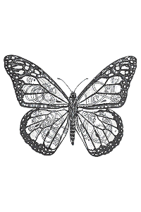 Transfer Butterfly 