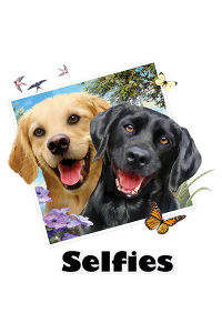 Transfer Lab Dogs Selfie 