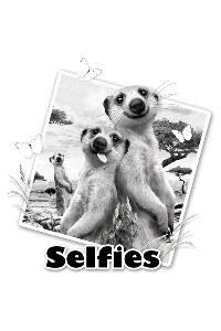 Transfer Meerkats Selfie 