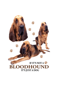 Transfer Bloodhound 