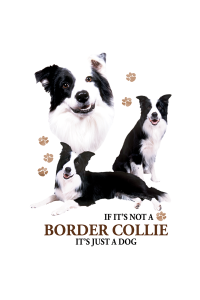 Transfer Border Collie 