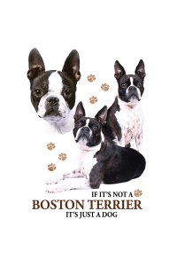 Transfer Boston Terrier 