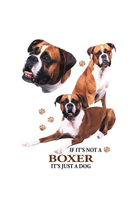 Transfer Boxer 
