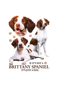 Transfer Brittany Spaniel 
