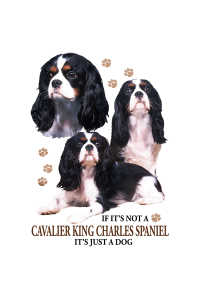 Transfer Cavalier King Charles Spaniel 