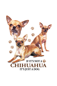 Transfer Chihuahua 