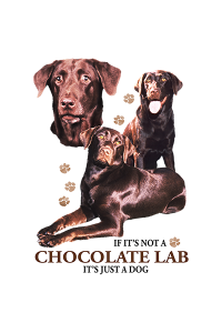 Transfer Chocolate Lab 