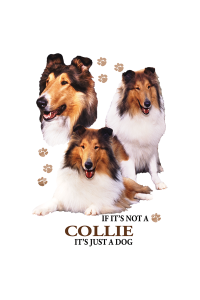 Transfer Collie 