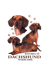 Transfer Dachshund Red Shorthair 