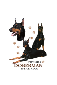 Transfer Doberman 