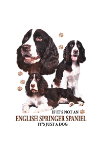 Transfer English Springer Spaniel 
