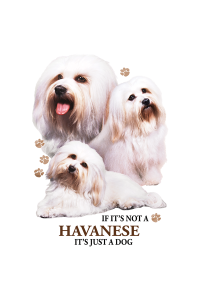 Transfer Havanese 