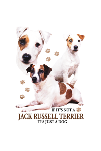 Transfer Jack Russell 