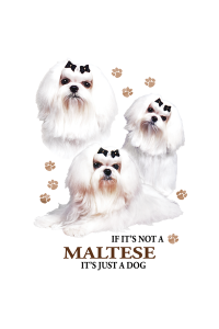 Transfer Maltese 