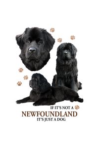Transfer Newfoundland 