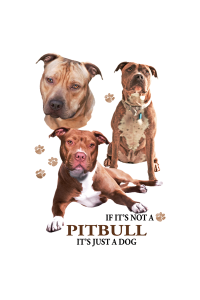 Transfer Pit Bull 