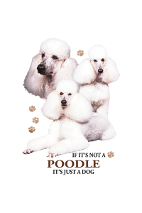 Transfer Poodle 