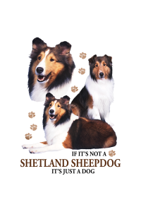 Transfer Shetland Sheepdog 