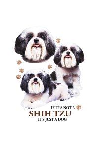 Transfer Shih Tzu 