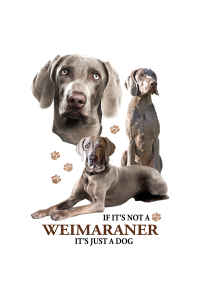 Transfer Weimaraner 