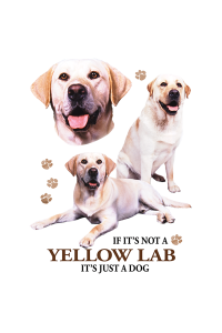 Transfer Yellow Lab 