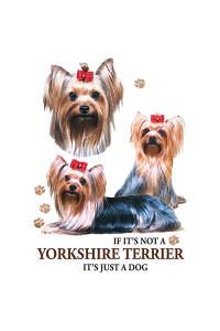 Transfer Yorkie 
