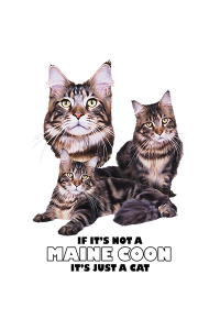 Transfer Maine Coon 