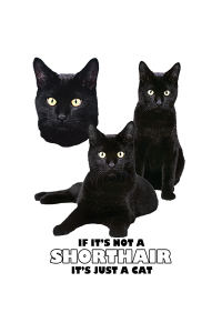 Transfer Domestic Shorthair Black 