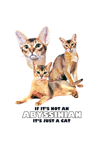 Transfer Abyssinian 