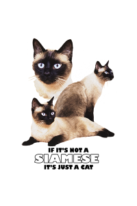 Transfer Siamese 