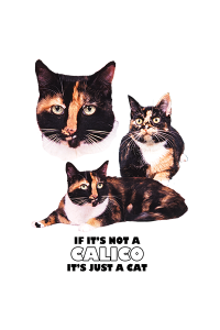 Transfer Calico 