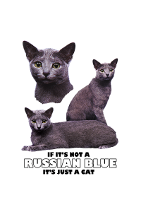Transfer Russian Blue 