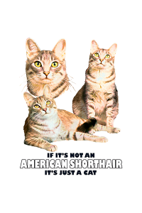 Transfer American Shorthair Tabby 