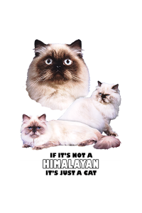 Transfer Himalayan 
