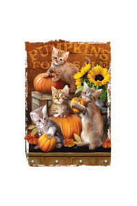 Transfer Autumn Kittens 