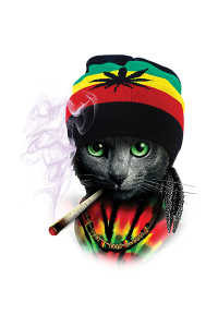 Transfer Rasta Cat 