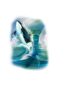 Transfer Orca Breakthrough 