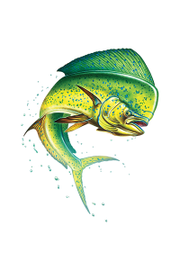 Transfer Dolphin Design 
